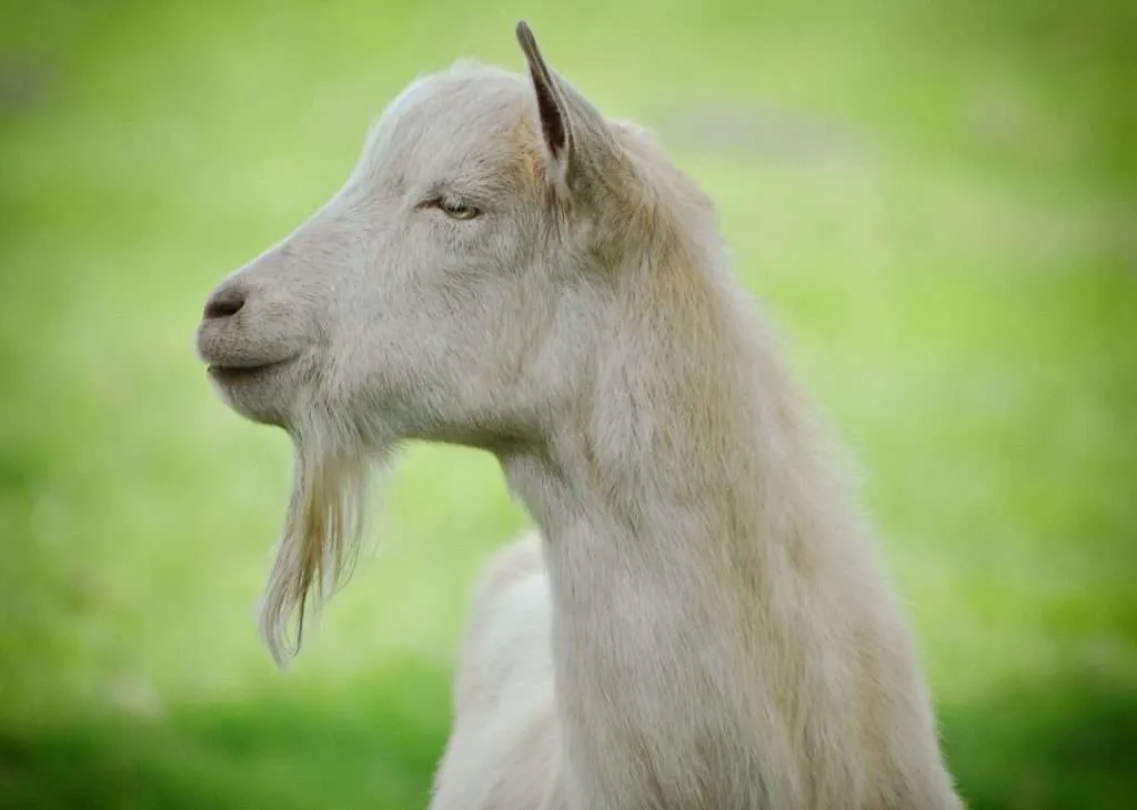 Goat