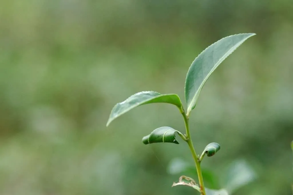 Tea tree leaves
