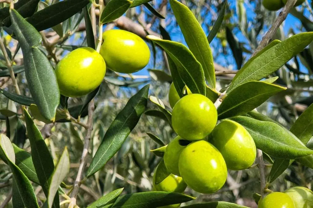 moisturizing olive oil olives on an olive tree